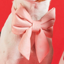 Load image into Gallery viewer, Blush Pink Velvet Lady Bow Collar
